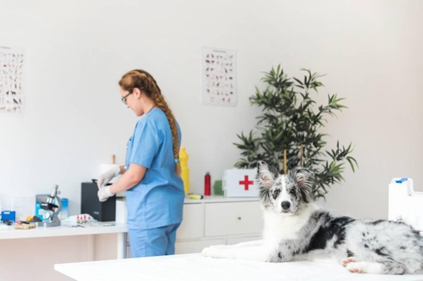 Curso de medicina veterinária no Rio de Janeiro