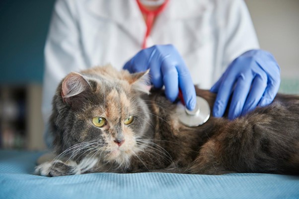 Inspiracoes para medicos veterinarios