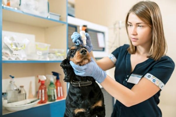 Descubra as curiosidades do curso de medicina veterinária para quem quer busca a graduação.