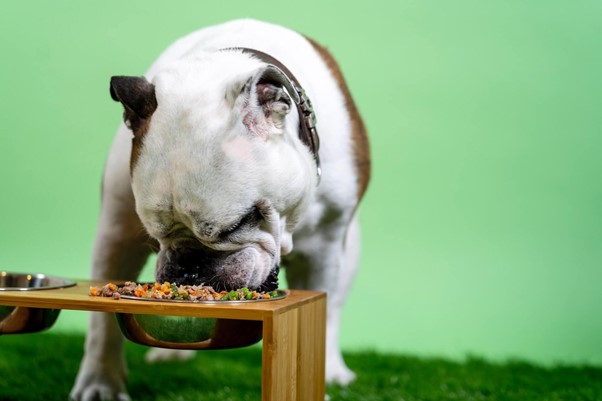 Alimentação natural para animais
