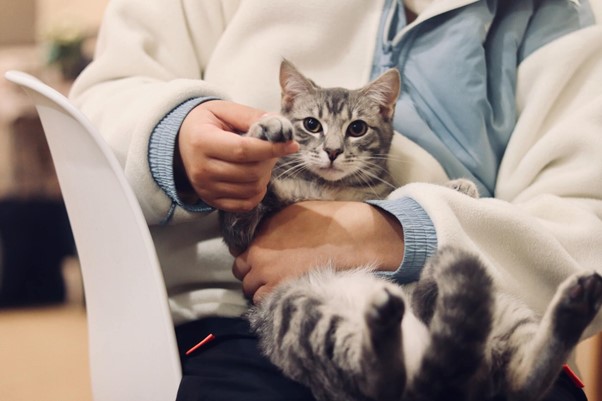 Curso de auxiliar veterinario